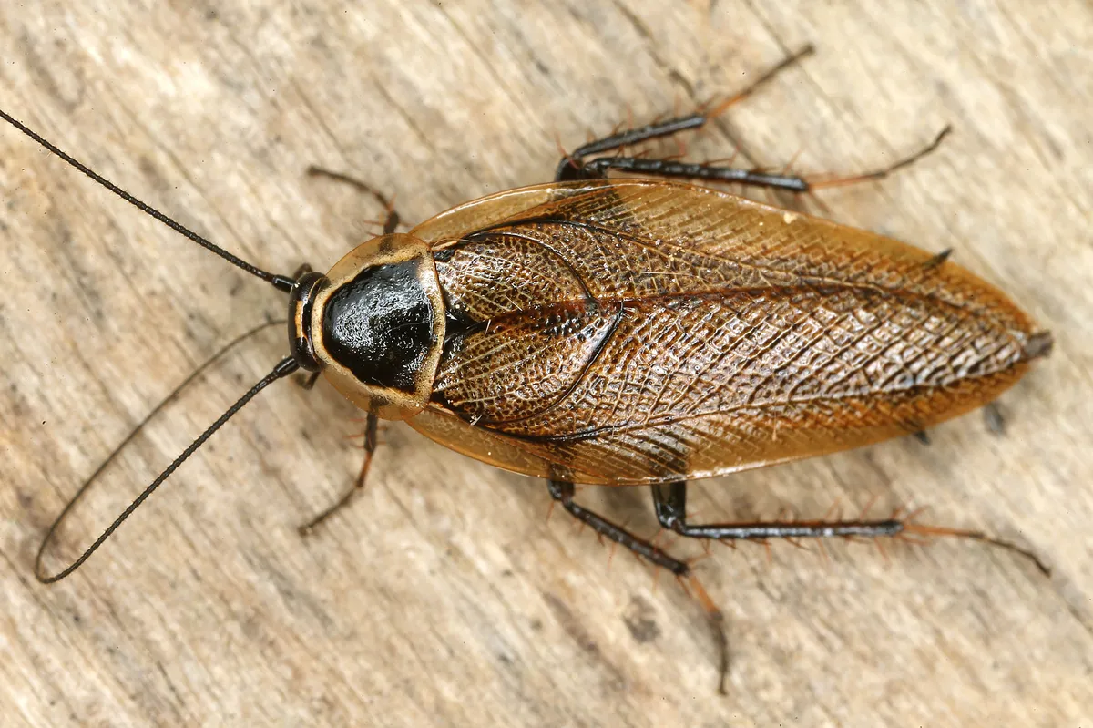 Wood Cockroaches - photo 3