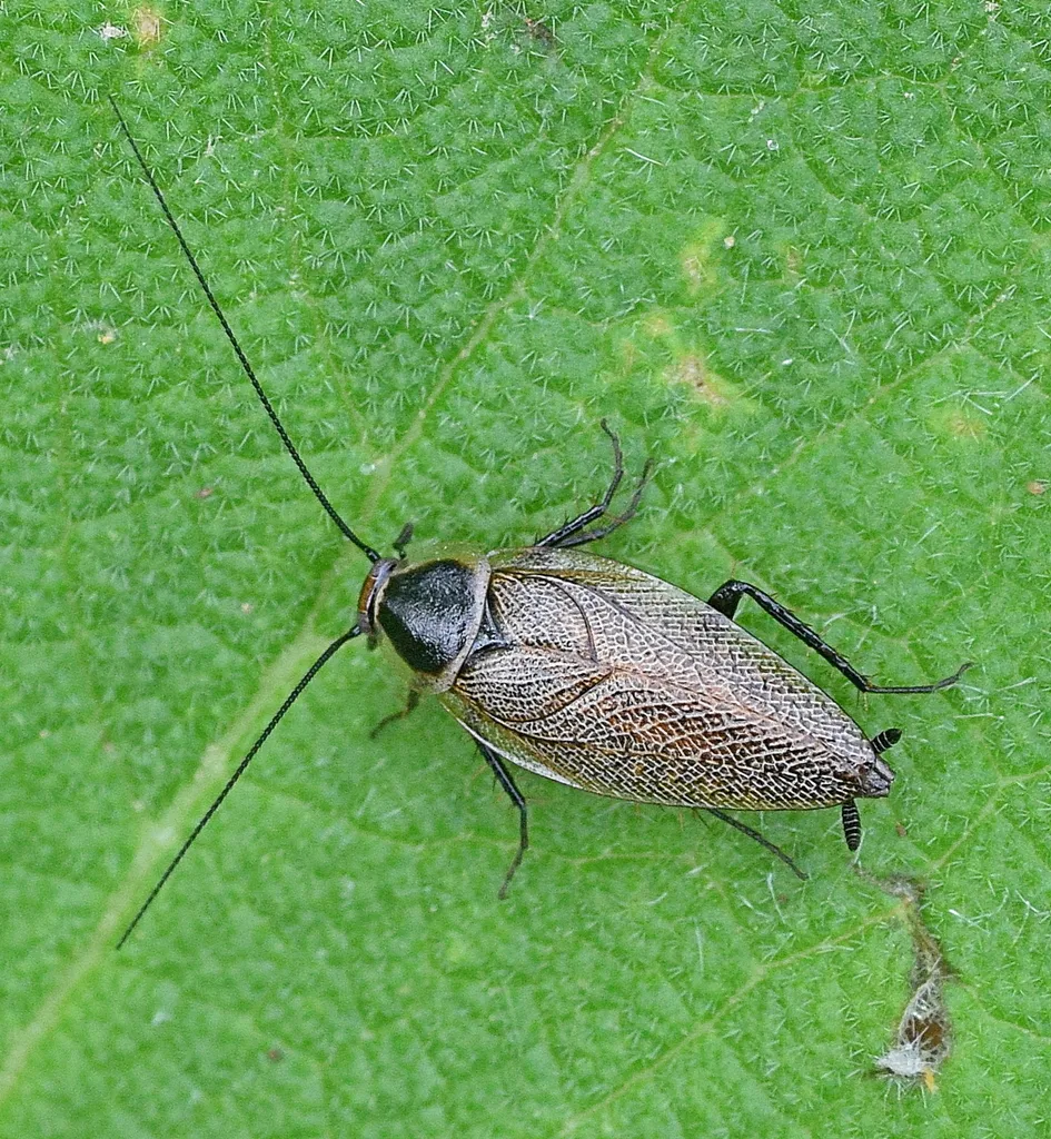 Balkan Wood Cockroach