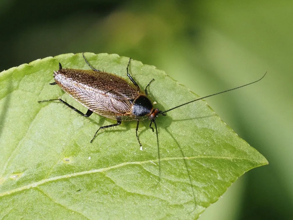 Ectobius erythronotus - photo 2