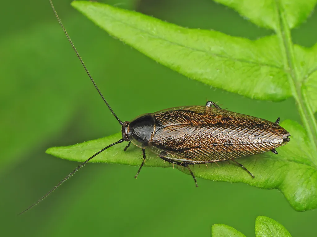 Dusky Cockroach - photo 3