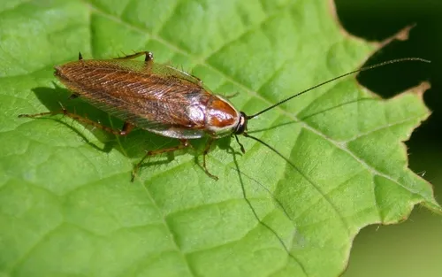 Ectobius lucidus