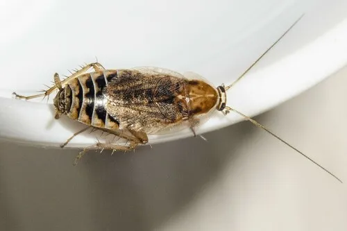 Ectobius lucidus - photo 2