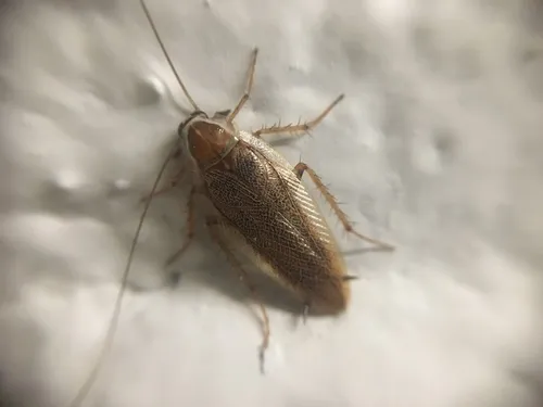Ectobius lucidus - photo 3