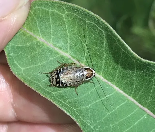 Ectobius lucidus - photo 4