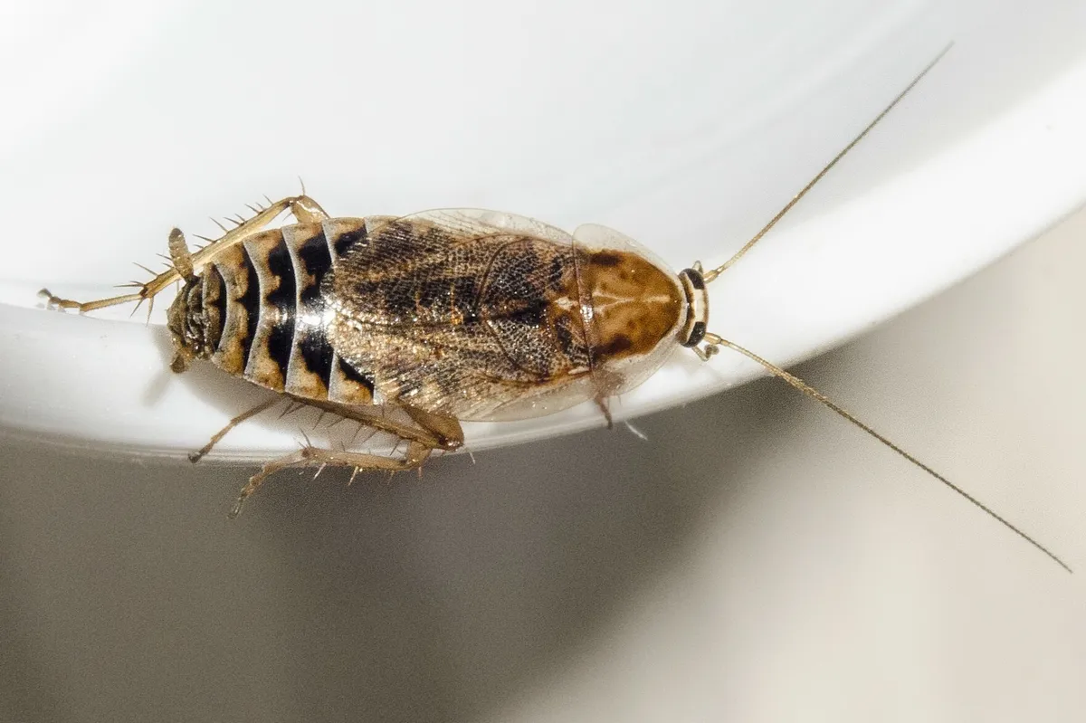 Ectobius lucidus - photo 5