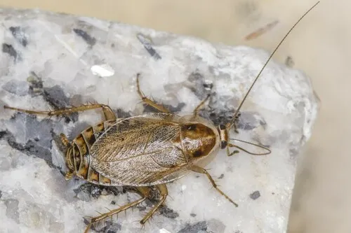 Ectobius lucidus - photo 6