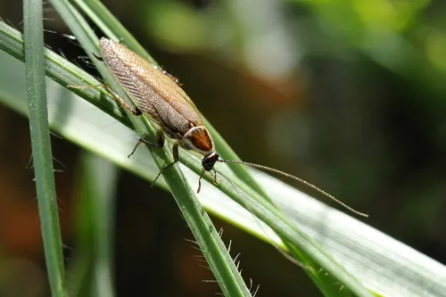 Ectobius lucidus - photo 7