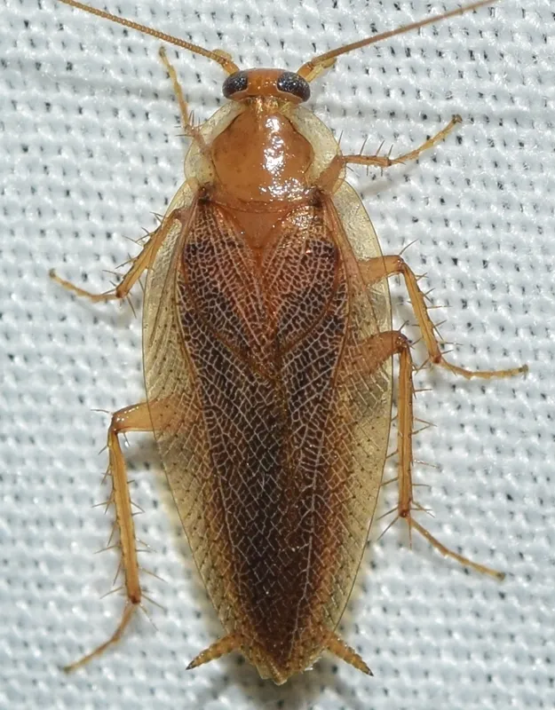 Spotted Mediterranean Cockroach
