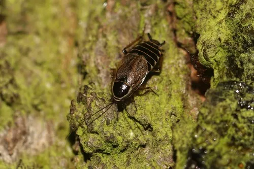 Forest Cockroach