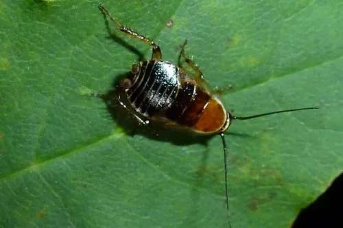 Forest Cockroach - photo 4