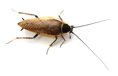 Forest Cockroach - photo 5