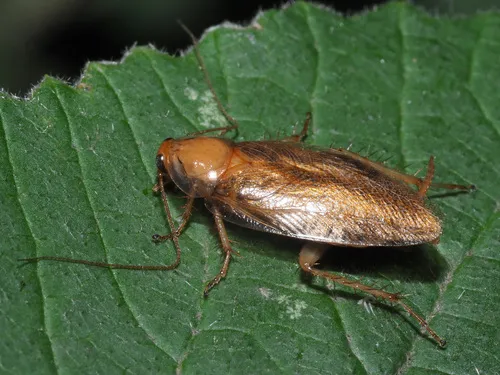 Amber Wood Cockroach