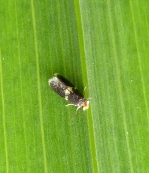Ectoedemia albifasciella