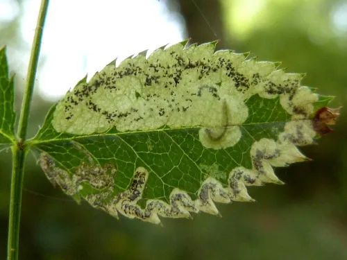 Ectoedemia angulifasciella