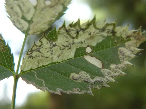 Ectoedemia angulifasciella - photo 2