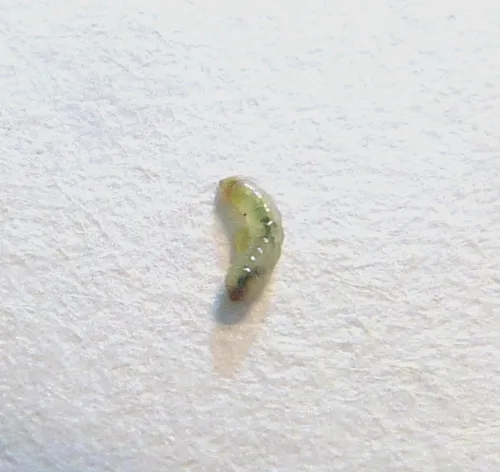 Ectoedemia angulifasciella - photo 3