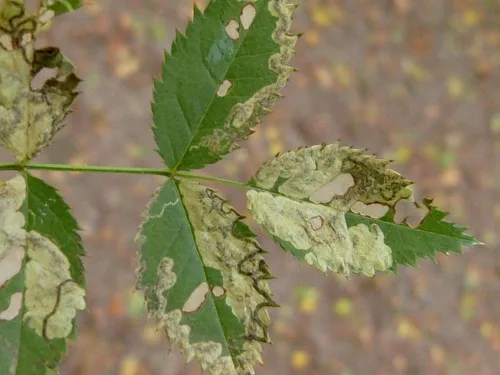 Ectoedemia angulifasciella - photo 4