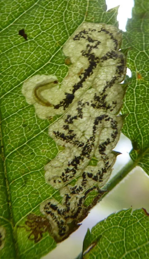 Ectoedemia angulifasciella - photo 7
