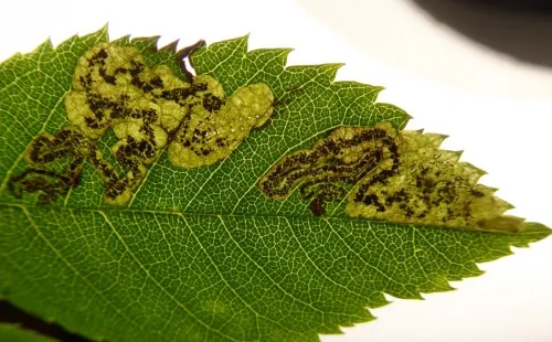 Ectoedemia angulifasciella - photo 8