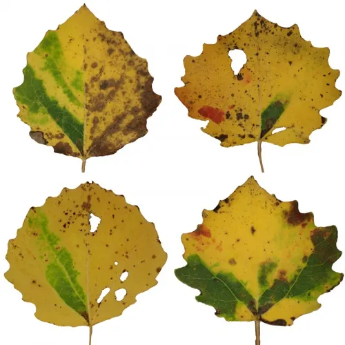Ectoedemia argyropeza