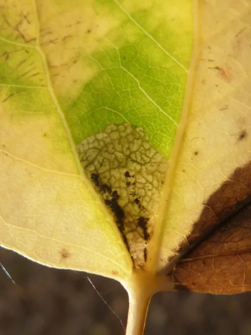 Ectoedemia argyropeza - photo 2