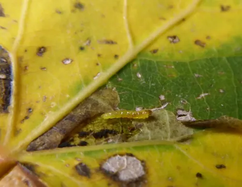 Ectoedemia argyropeza - photo 3