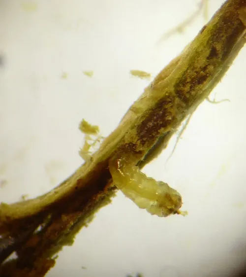 Ectoedemia argyropeza - photo 4