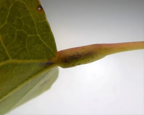 Ectoedemia argyropeza - photo 5