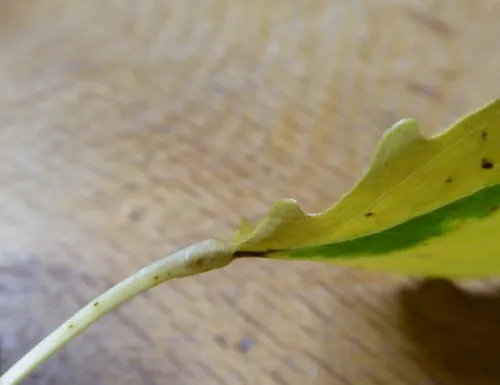 Ectoedemia argyropeza - photo 6