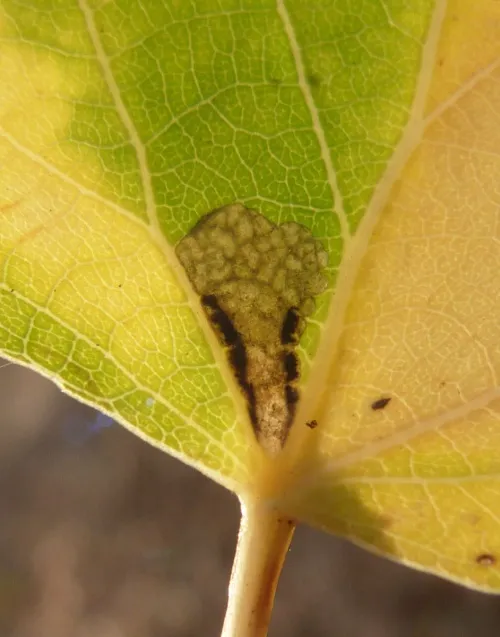 Ectoedemia argyropeza - photo 8