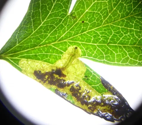 Ectoedemia atricollis
