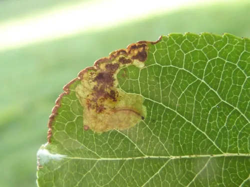 Ectoedemia atricollis - photo 2