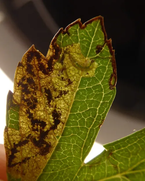 Ectoedemia atricollis - photo 3