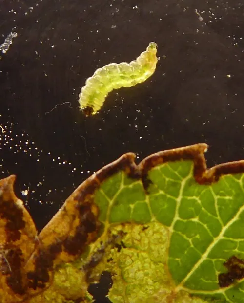 Ectoedemia atricollis - photo 4