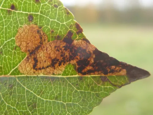 Ectoedemia atricollis - photo 5