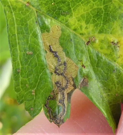 Ectoedemia atricollis - photo 6