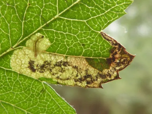 Ectoedemia atricollis - photo 7