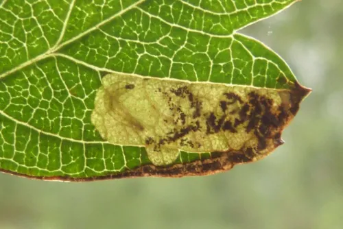 Ectoedemia atricollis - photo 8