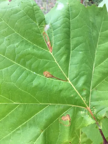 Ectoedemia clemensella - Hodges#0044