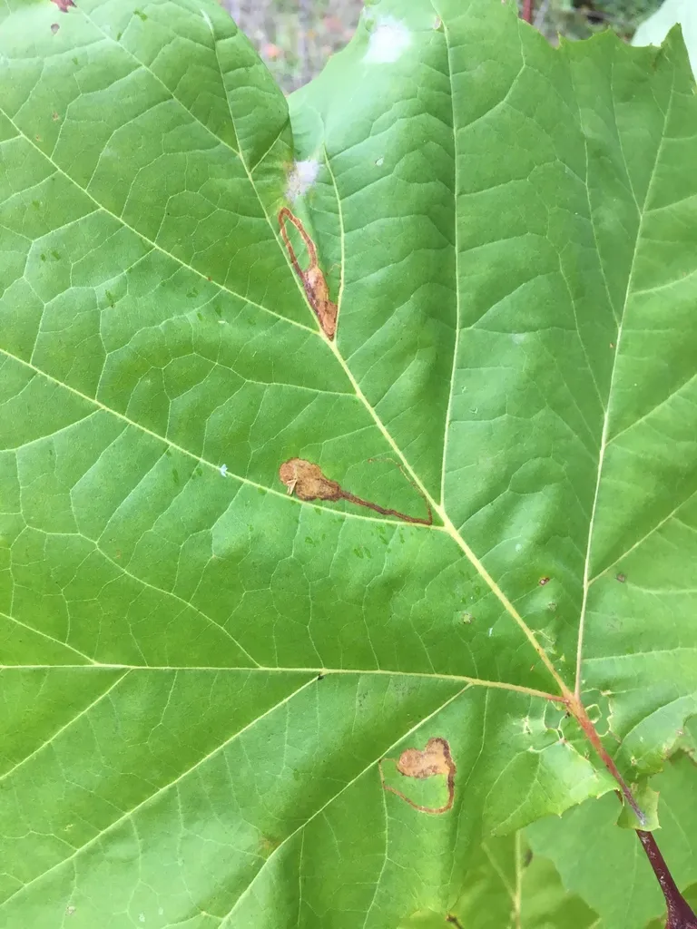 Ectoedemia clemensella - Hodges#0044 - photo 2