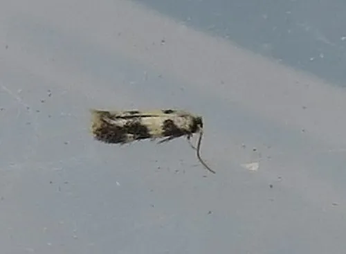 Etainia decentella - photo 2