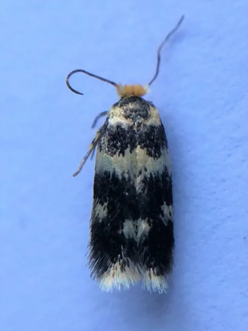 Etainia decentella - photo 3