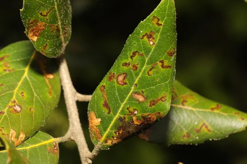 Ectoedemia heringella