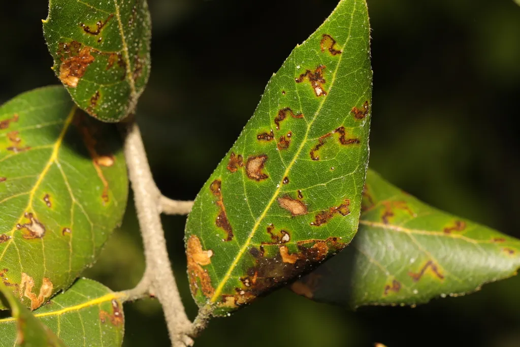 Ectoedemia heringella - photo 2