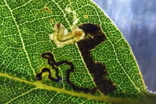 Ectoedemia heringella - photo 4