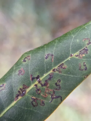 Ectoedemia heringella - photo 5