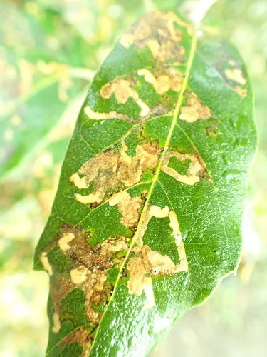 Ectoedemia heringella - photo 6