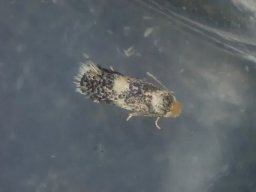 Ectoedemia heringella - photo 7