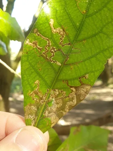 Ectoedemia heringella - photo 8