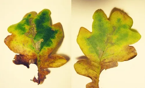 Ectoedemia heringi - photo 2